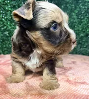 Jedi, a male Yorkshire Terrier for sale in Houston, TX – 5 of 8