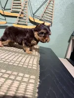 Hershey , a male Yorkshire Terrier for sale in Houston, TX – 7 of 8