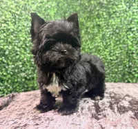 Drift, a male Yorkshire Terrier for sale in Houston, TX – 8 of 9