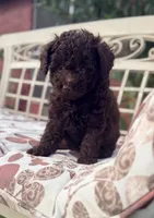 Luna, a female Poodle - Toy  for sale in Houston, TX – 3 of 7