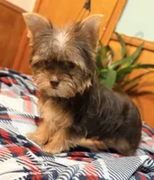 Brownie, a female Yorkshire Terrier for sale in Houston, TX – 2 of 9