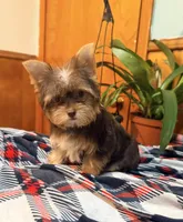Brownie, a female Yorkshire Terrier for sale in Houston, TX – 7 of 9