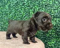 Cinnamon, a female Yorkshire Terrier for sale in Houston, TX – 5 of 9