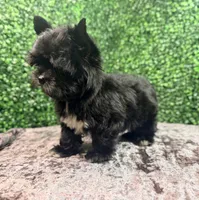 Drift, a male Yorkshire Terrier for sale in Houston, TX – 6 of 9