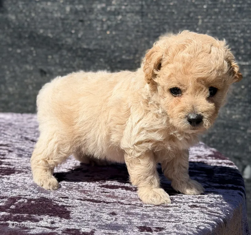 Astro – Poodle - Toy  puppy for sale in Houston, TX