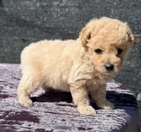 Astro, a male Poodle - Toy  for sale in Houston, TX – 1 of 9