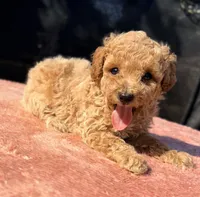 Nova, a female Poodle - Toy  for sale in Houston, TX – 2 of 9