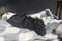 Coal, a male Poodle - Toy  for sale in Houston, TX – Photo 3 of 4