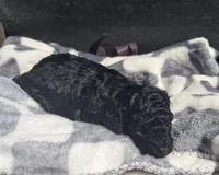 Coal, a male Poodle - Toy  for sale in Houston, TX – Photo 2 of 4