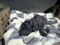 Coal, a male Poodle - Toy  for sale in Houston, TX – Photo 4 of 4