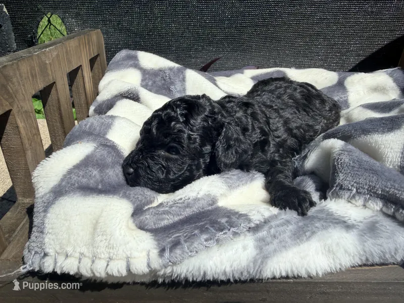 Coal – Poodle - Toy  puppy for sale in Houston, TX