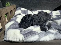 Coal, a male Poodle - Toy  for sale in Houston, TX – Photo 1 of 4