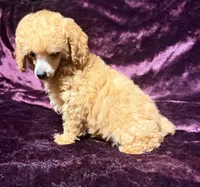Blaze, a male Poodle - Toy  for sale in Houston, TX – 7 of 10