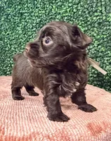 Cinnamon, a female Yorkshire Terrier for sale in Houston, TX – 9 of 9