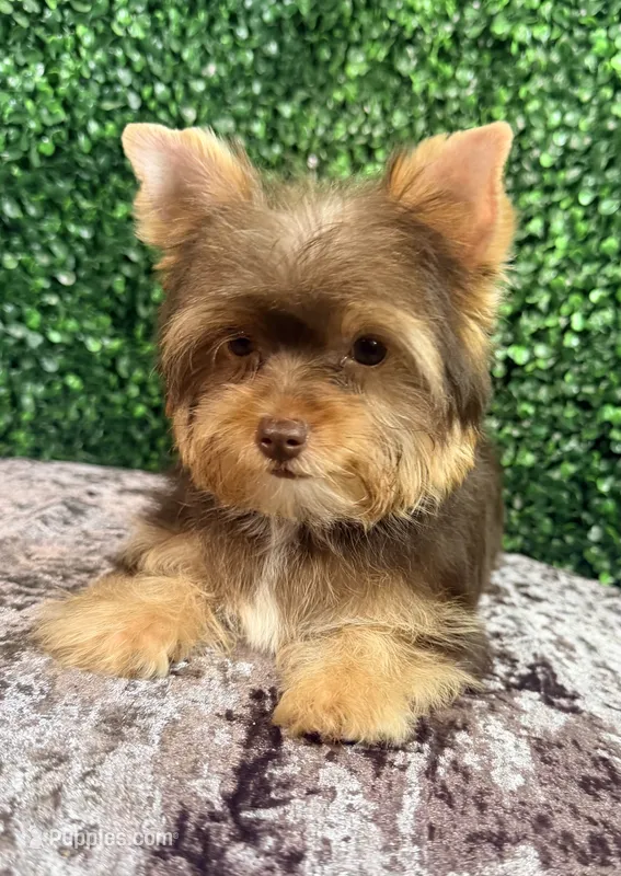 Brownie – Yorkshire Terrier puppy for sale in Houston, TX