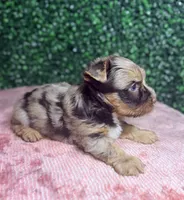 Jedi, a male Yorkshire Terrier for sale in Houston, TX – 3 of 8