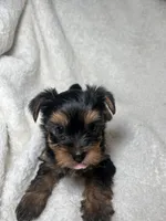Eddie Brown, a male Yorkshire Terrier for sale in Houston, TX – 4 of 4