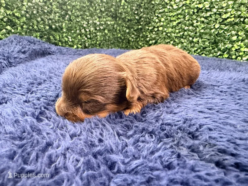 Fudge – Yorkshire Terrier puppy for sale in Houston, TX