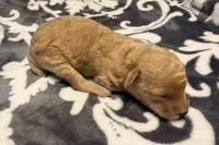 Cosmo, a male Poodle - Toy  for sale in Houston, TX – 4 of 8
