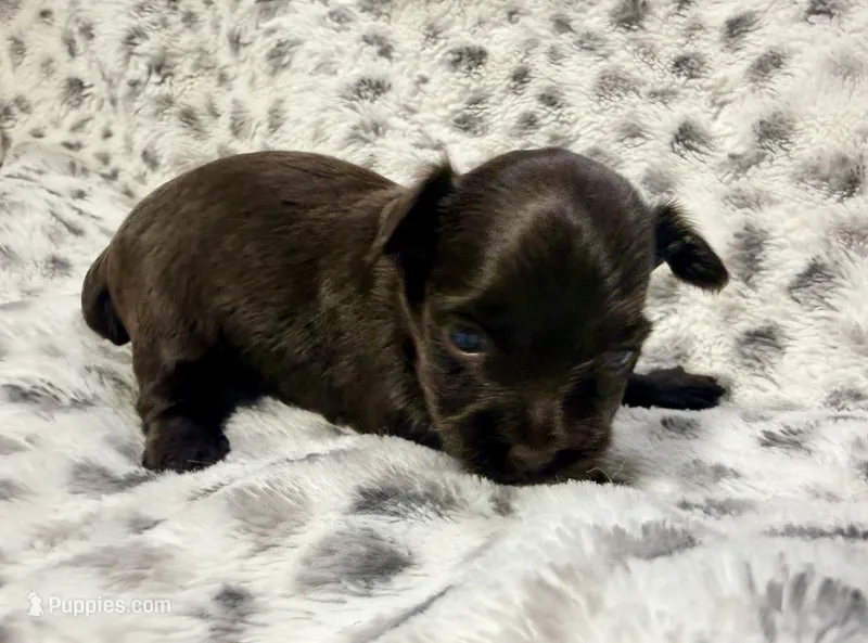 Cinnamon – Yorkshire Terrier puppy for sale in Houston, TX