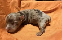 Jedi, a male Yorkshire Terrier for sale in Houston, TX – 3 of 5