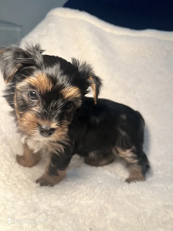 Carl Green – Yorkshire Terrier puppy for sale in Houston, TX