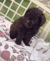 Luna, a female Poodle - Toy  for sale in Houston, TX – 5 of 7