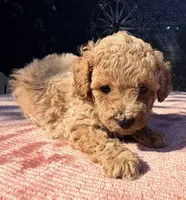 Nova, a female Poodle - Toy  for sale in Houston, TX – 5 of 9