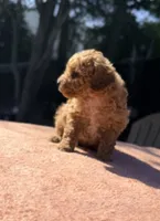 Nova, a female Poodle - Toy  for sale in Houston, TX – 7 of 9
