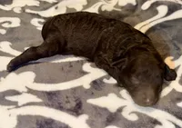 Luna, a female Poodle - Toy  for sale in Houston, TX – 4 of 9