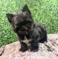 Drift, a male Yorkshire Terrier for sale in Houston, TX – 2 of 9