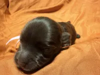 Cinnamon, a female Yorkshire Terrier for sale in Houston, TX – 2 of 5