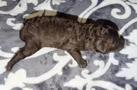 Luna, a female Poodle - Toy  for sale in Houston, TX – 8 of 9