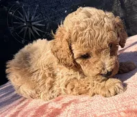 Nova, a female Poodle - Toy  for sale in Houston, TX – 9 of 9