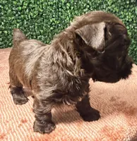 Cinnamon, a female Yorkshire Terrier for sale in Houston, TX – 3 of 9