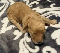 Cosmo, a male Poodle - Toy  for sale in Houston, TX – 1 of 8