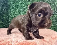 Cinnamon, a female Yorkshire Terrier for sale in Houston, TX – 6 of 9