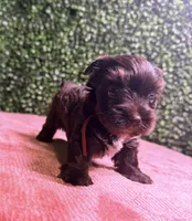 Nestle, a male Yorkshire Terrier for sale in Houston, TX – 2 of 8