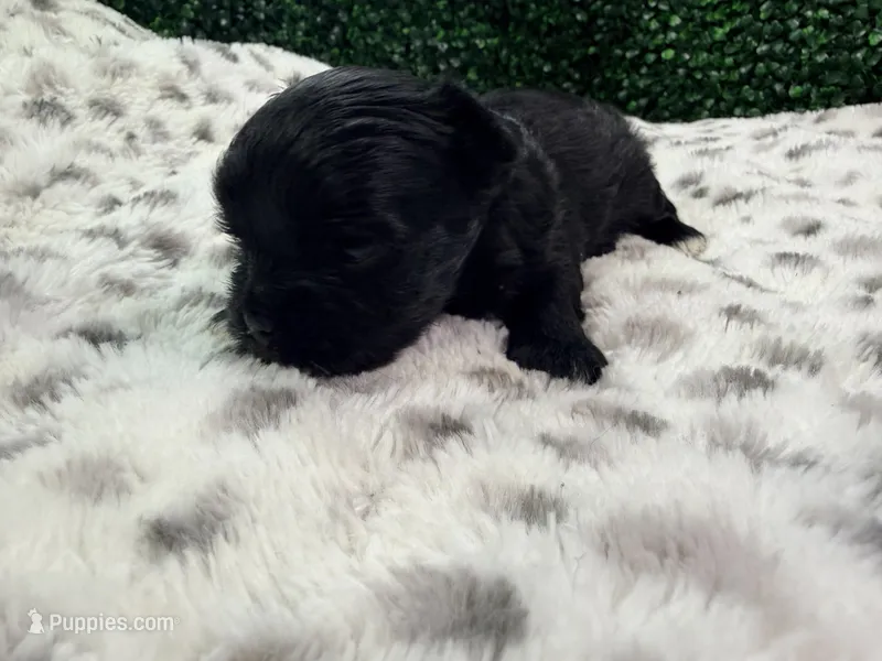 Drift – Yorkshire Terrier puppy for sale in Houston, TX