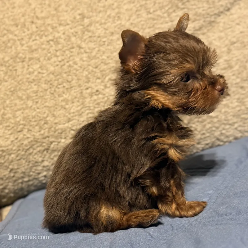 Expresso – Yorkshire Terrier puppy for sale in Houston, TX