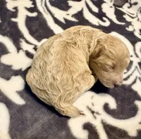 Nova, a female Poodle - Toy  for sale in Houston, TX – 2 of 5