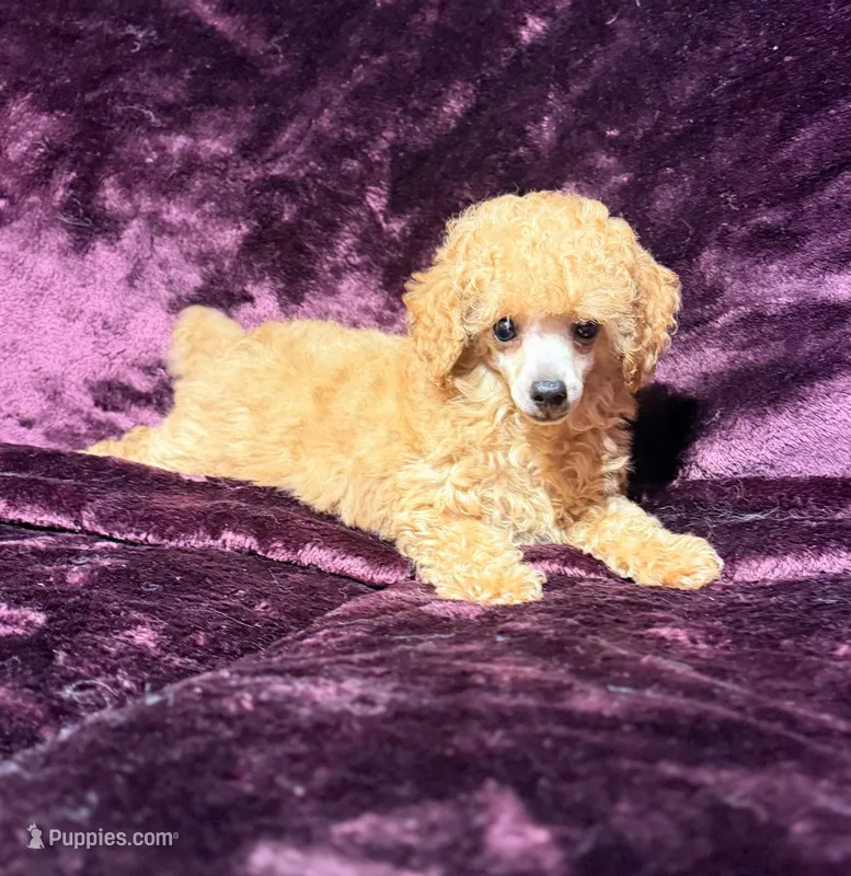 Blaze – Poodle - Toy  puppy for sale in Houston, TX