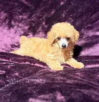Blaze, a male Poodle - Toy  for sale in Houston, TX – 4 of 10