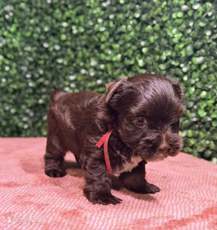 Nestle – Yorkshire Terrier puppy for sale in Houston, TX