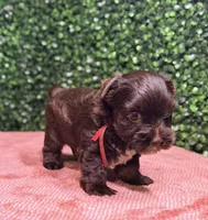 Nestle, a male Yorkshire Terrier for sale in Houston, TX – 1 of 8