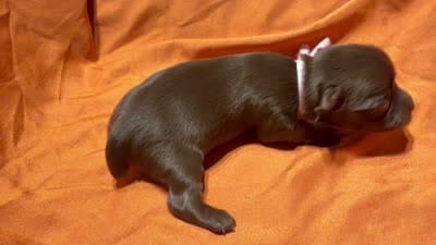 Cinnamon, a female Yorkshire Terrier for sale in Houston, TX – 5 of 5