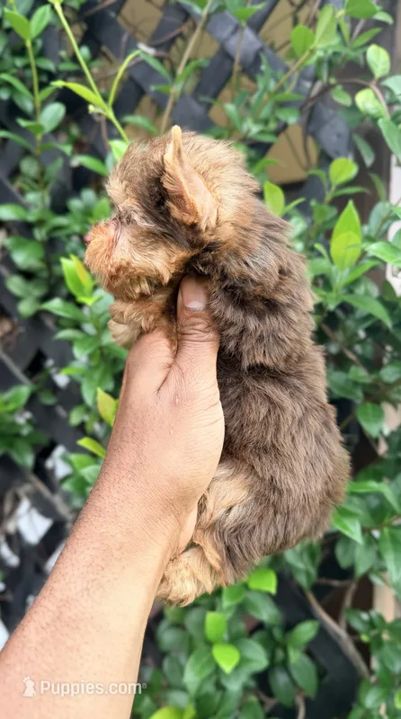 Hershey – Yorkshire Terrier puppy for sale in Houston, TX