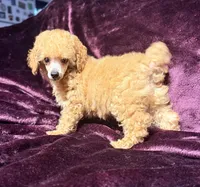 Blaze, a male Poodle - Toy  for sale in Houston, TX – 3 of 10