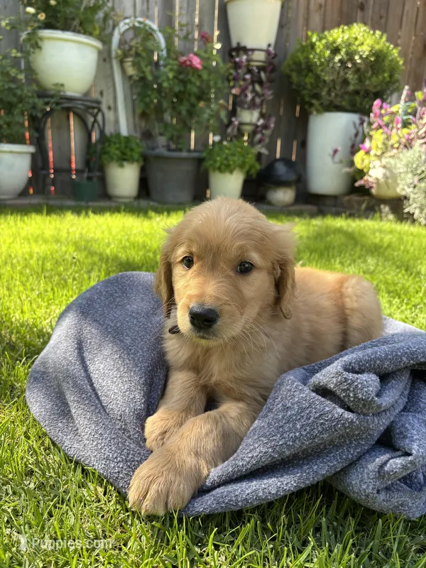 Golden – Golden Retriever puppy for sale in Moreno Valley, CA