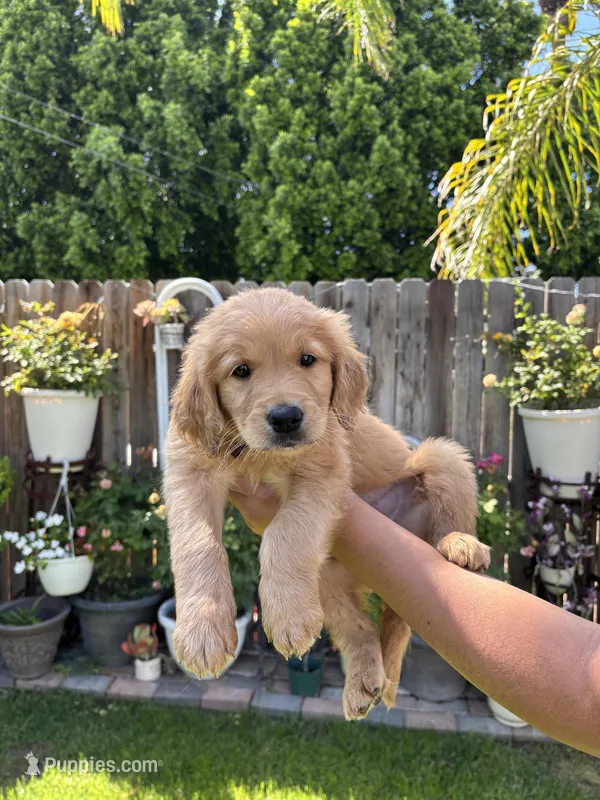 Brownie – Golden Retriever puppy for sale in Moreno Valley, CA